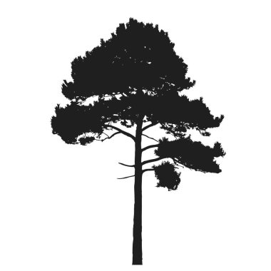 Çam ağacı silueti. Doğa tasarım elemanı. kozalaklı vektör resmi basit bir şekilde izole edildi