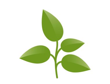 Dört yapraklı yeşil bitki filizi. Bahar, ekme ve doğa tasarım elementleri. İzole vektör resmi