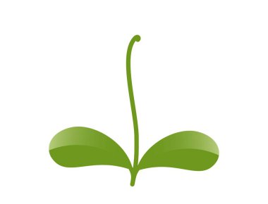 Yuvarlak yapraklı yeşil filizlenmiş bitki. Bahar, ekme ve doğa tasarım elementleri. İzole vektör resmi