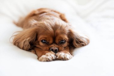 Şirin köpek, süvari köpek beyaz battaniyede kestiriyor.