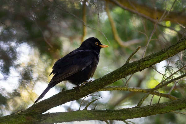 Common blackbird - one of the most common birds in parks and gardens of Europe