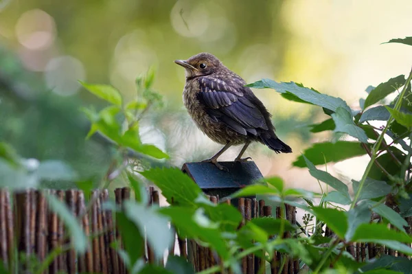 Young common blackbird - one of the most common birds in parks and gardens of Europe