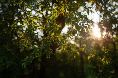 Bahar güneşi yaprakların ve dalların arasında parlıyor.