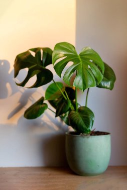 Monstera deliciosa, plant in a green pot, sunset light