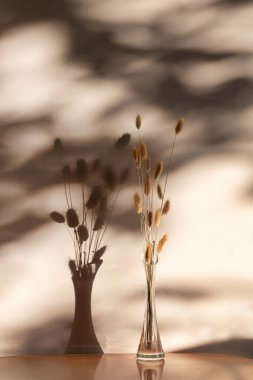 Güneş ışığının ağaçların yapraklarının arasından süzülüp duvarda bir gölge bıraktığı güzel bir an, komorebi