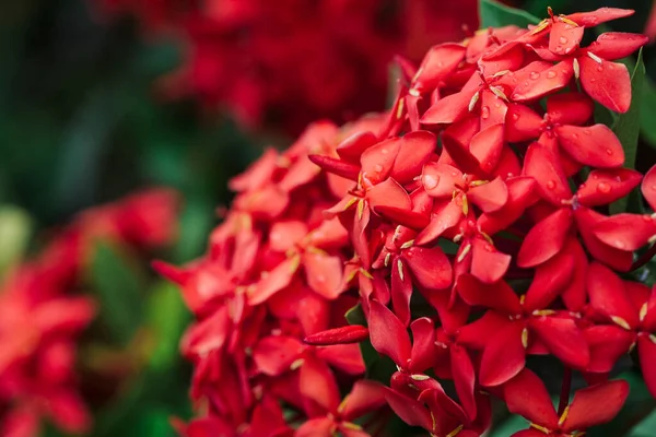 stock image Ixora coccinea also known as jungle geranium, flame of the woods or jungle flame is a species of flowering plant native to Southern India.