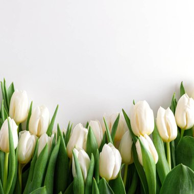 Beyaz arka plandaki beyaz lale buketinin çiçek sınırı. Yıldönümü kutlaması. Uzayı kopyala Üst görünüm