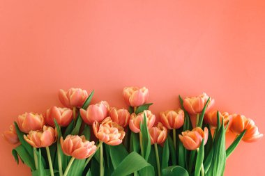 Pembe arka planda bir buket pembe lale. Yıldönümü kutlaması. Uzayı kopyala Üst görünüm