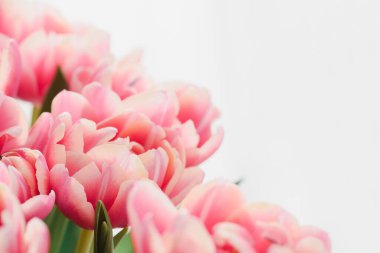 Yakın plan pembe laleler. Yıldönümü kutlaması. Yumuşak odak