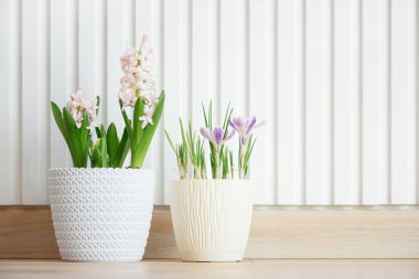 Hafif ahşap masadaki saksılarda farklı bahar çiçekleri. Uzayı kopyala Ön görünüm