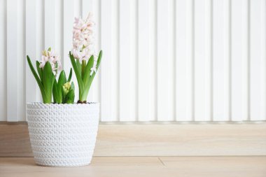 Bahar çiçekleri. Hafif ahşap masadaki saksılarda sümbül. Uzayı kopyala Ön görünüm