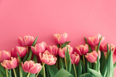 Pembe arka planda bir buket pembe lale. Yıldönümü kutlaması. Uzayı kopyala Üst görünüm