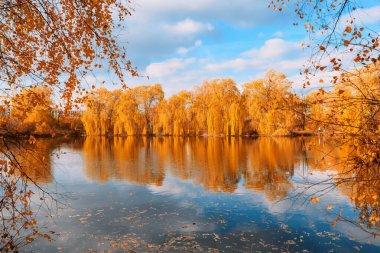 Sonbahar renkli yapraklar. Sonbahar ormanı suya yansıyor. Doğa arkaplanı