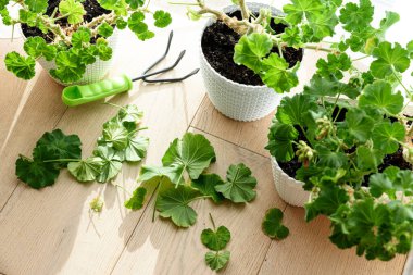 Baharda budama ve sardunya ve pelargonyum filizleri. Pelargonium fideleri evde