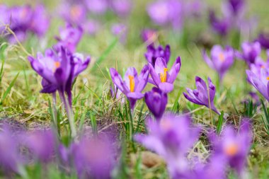Timsah çimlerin üzerinde çiçek açar. Bahar çiçekleri arka planı