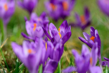 Timsah çimlerin üzerinde çiçek açar. Bahar çiçekleri arka planı