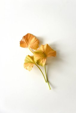 Beyaz ahşap masada birkaç tane kurutulmuş sarı yaprak var.