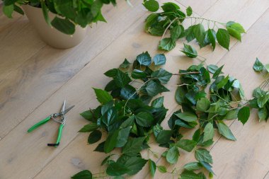 Amber ağacından kesilmiş yapraklar ve ahşap zeminde budanmış budama. Bahçe konsepti