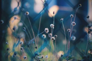 close up of a beautiful flower on a blurred background