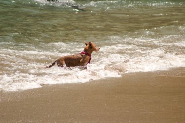 Kumsalda koşan sevimli bir köpek.