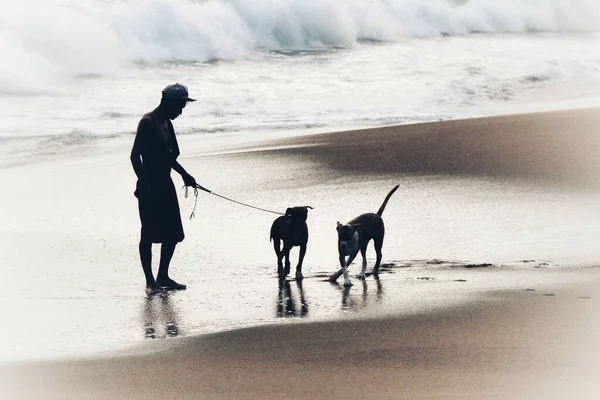Couple Dogs Beautiful Beach Sea — Stock Photo, Image