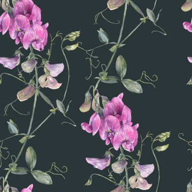 Elle boyanmış suluboya resim. Tertemiz bir çiçek deseni. İçinde yabani tatlı bezelye çiçekleri var..