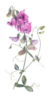 Elle boyanmış suluboya resim. Beyaz bir arka planda izole edilmiş narin, tatlı bir bezelye çiçeği..