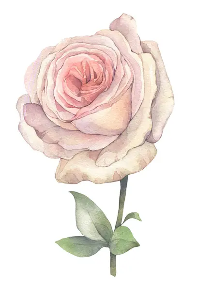Beyaz arka planda izole edilmiş narin pembe bir gül. Elle boyanmış suluboya resimleme.