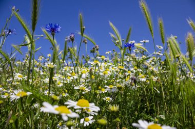 Renkli papatya tarlası ve mavi gökyüzü