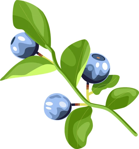Blueberries Branch — Stock Vector