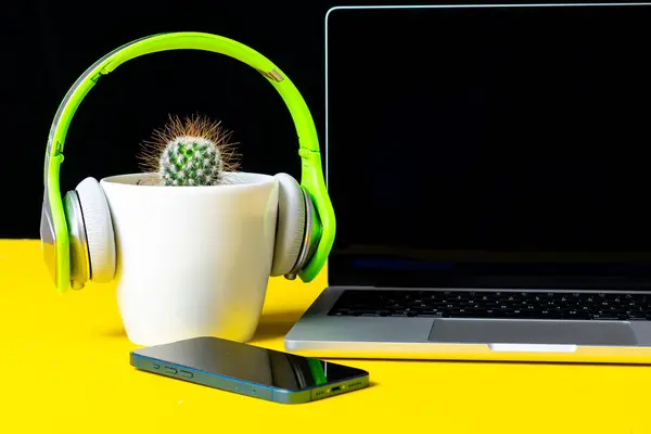 Kaktüs, kulaklık, akıllı telefon ve dizüstü bilgisayarı olan ofis masası.