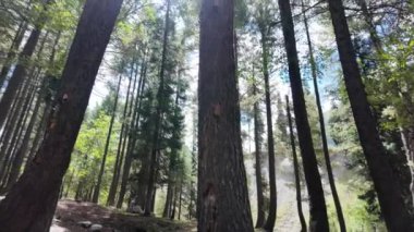 Mistik Yağmur Ormanı Gündoğumu Ağaç Gövdesi Güneş Işıklı Dallar, Ormanda Güzel Sihirli Gündoğumu, Sisli Ormanda Ağaçların Arasında Güneş Işığı, 4K Alçak Açı Görünümü