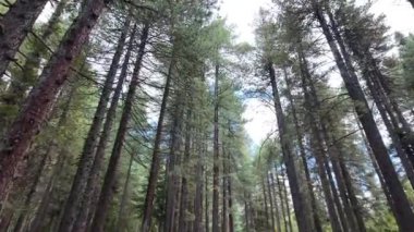 Yavaş Hareket Büyülü Orman Yolu 'nda Yürüme, Aşağıdan Ağaç Gövdesi Düşük Açı Görünümü Yeşil Çevre, İki Tarafta Görkemli Ağaçlar, Nefes Kesen Mavi Gökyüzü, Pofuduk Beyaz Bulutlar 4k