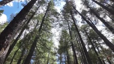 Aşağıdan Ağaç Gövdesi Dalları Güneş Işığı Doğa Yeşil Ortamı, Büyülü Orman Uyanışı Güneş Işıkları Dağ Ormanındaki Ladin Ağaçları Filtresi, Büyüleyici Doğa Sahnesi, Düşük Açı Manzarası 4k