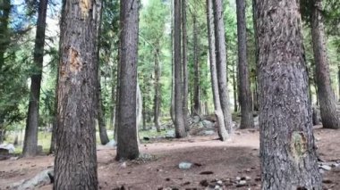 Güneş Işıklı Ağaç Gövdesi, Yerden Ağaca Güneşin Doğuşu, Güzel Büyülü Orman, Bulutlar ve Mavi Gökyüzü, 4K Düşük Açı Görüş