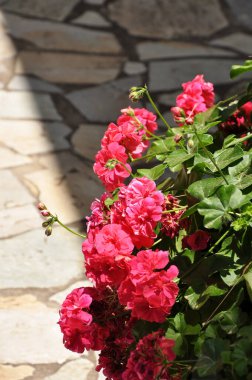 Sokakta açan parlak pembe pelargonyum, bulanık taş arka planda seçici bir odak.