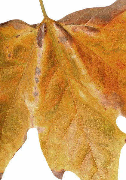 close-up autumn leaf isolated on white background