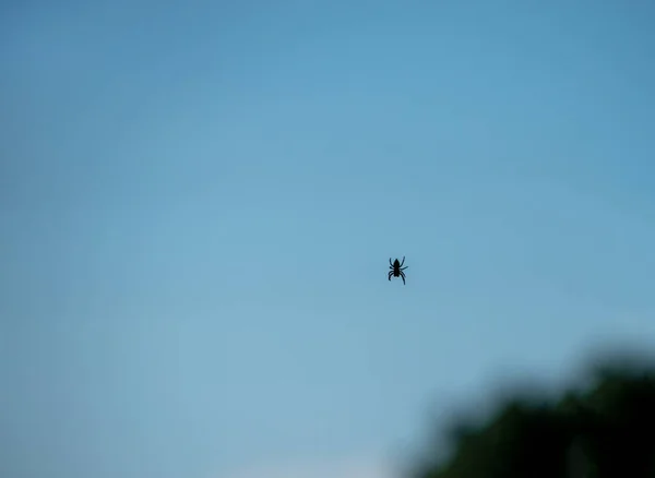 Small Black Spider Seems Dangly Magically Thin Air Slighly Defocued — Stock Photo, Image