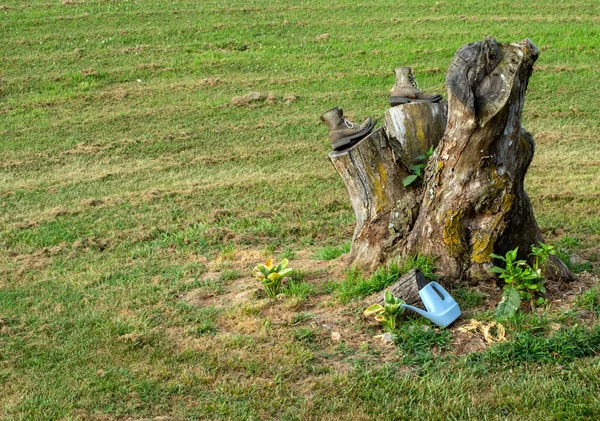 Νεκρό Δέντρο Έχει Κοπεί Αλλά Παλιό Κούτσουρο Έχει Μετατραπεί Ένα — Φωτογραφία Αρχείου