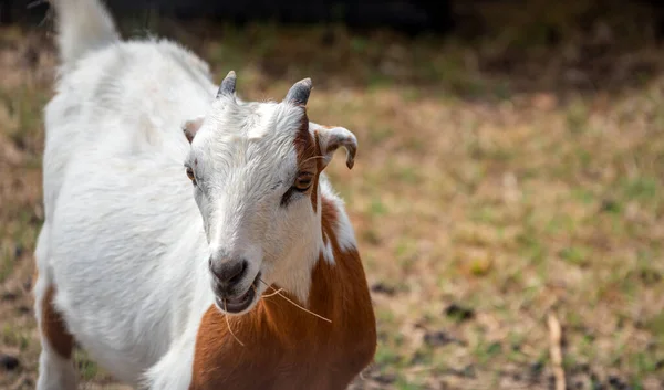 Adorable Young Short Earred Goat Enjoys Nibbling Some Tasty Straw — Stock Photo, Image
