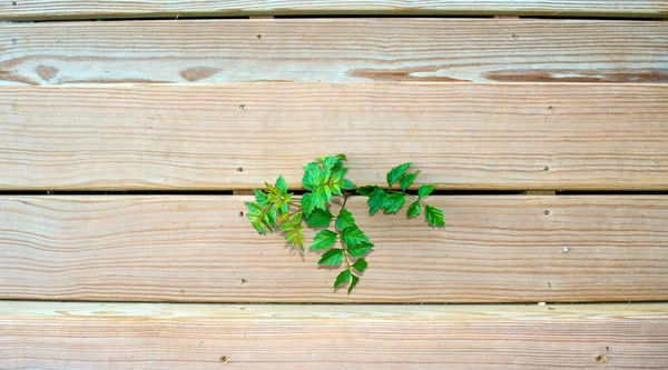 Unwanted Plant Seems Invasive Vine Can Killed Grows Wooden Deck — Stock Photo, Image