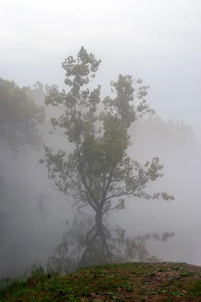Рано Утром Густой Туман Пронесся Вдоль Реки Арканзас Дерево Окружено — стоковое фото
