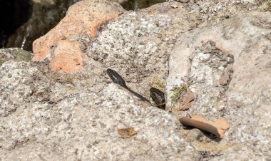 Missouri 'de kayalarda güneşlenen bir çift su yılanı. Büyük kayalar nazikçe akan bir derenin yanında otururlar. Yılanlar sıcaklığı emiyorlar bile. Bokeh.