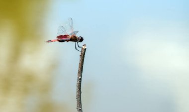 Clear wings indicate that this attractive Eastern Amberwing dragonfly is a male. The varigated defocused background compliments the red or amber colored abdomen of the insect.