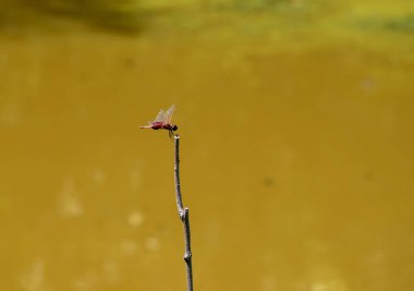 The Eastern Amberwing dragonfly is one of the smaller of the dragonflies and appears rather delicate and petite. This one has just landed on a small twig and is still in motion. Bokeh.