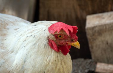 A close up view of the face of an older chicken on the farm in Missouri. Bokeh.