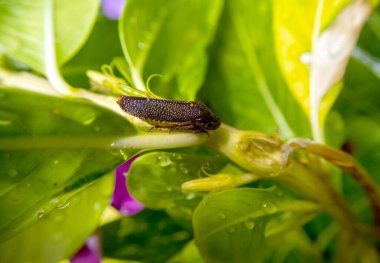 Yeşil yaprakların üzerinde saklanan yaprak toplayıcı böceğin aşırı yakın görüntüsü..