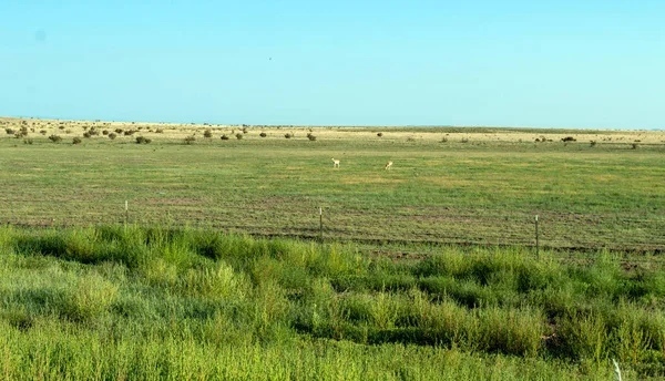 亚利桑那州一个美丽的绿色牧场 有几只羚羊在阳光明媚的日子吃草 — 图库照片