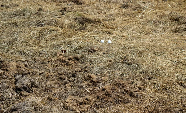 Two White Mushrooms Grow Proudly Brown Straw Manure Missouri Pasture — Stock Photo, Image