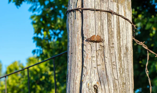 Один Симпатичний Метелик Hackberry Emperior Спочиває Спокійно Старому Дерев Яному — стокове фото